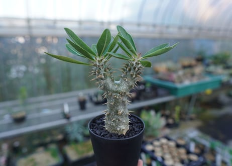 パキポディウム　伊藤ハイブリッド　Pachypodium 'Itoh Hybrid'  No.1