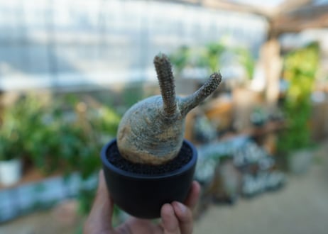 【未発根】パキポディウム　グラキリス　 Pachypodium Gracilius  No.31