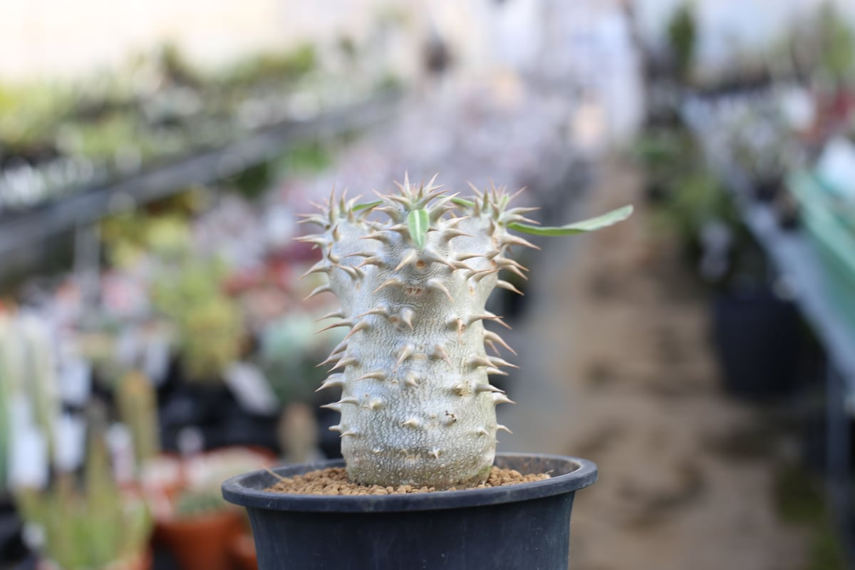 パキポディウム デンシフローラム 実生株 | mana's farm:塊根植物