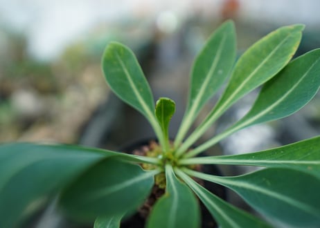 ユーフォルビア　鉄甲丸　Euphorbia bupleurifolia