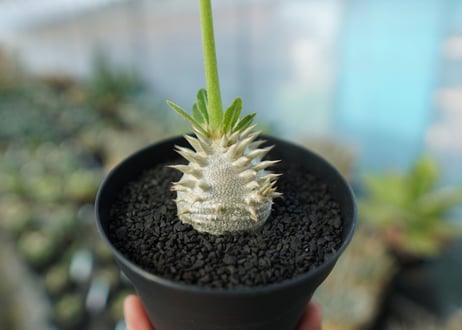 パキポディウム　恵比寿大黒　Pachypodium Densicaule　No.1