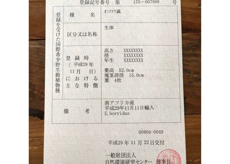 エンセファラルトス　ホリダス  no.10