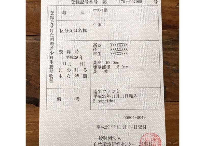 エンセファラルトス ホリダス no.10 | mana's farm:塊根植物・アガベ