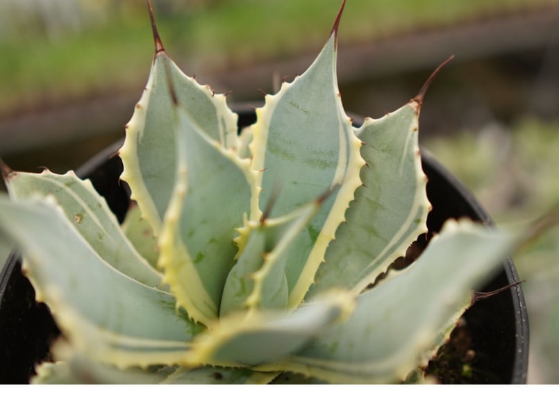 アガベ ポタトラム ペルシャフェルティー 怒雷神錦 NO.1 | mana's farm