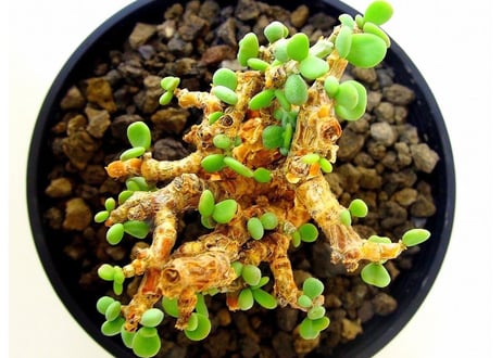 Ceraria pygmaea ケラリア・ピグマエア  №１