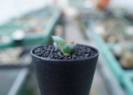 アガベ　チタノタ　 ブラックアンドブルー 　Agave titanota black and blue　No.19