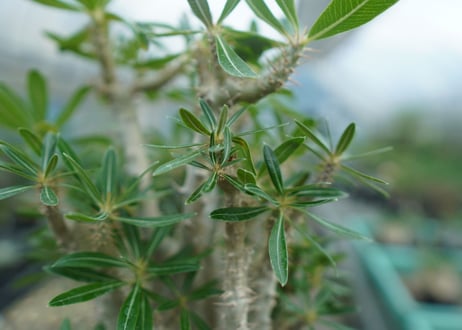 パキポディウム　ロスラーツム　Pachypodium rosulatum