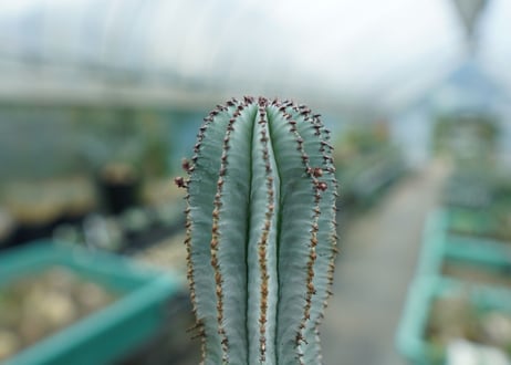 ユーフォルビア　ホリダ　スノーフレーク　Euphorbia horrida "Snowflake"