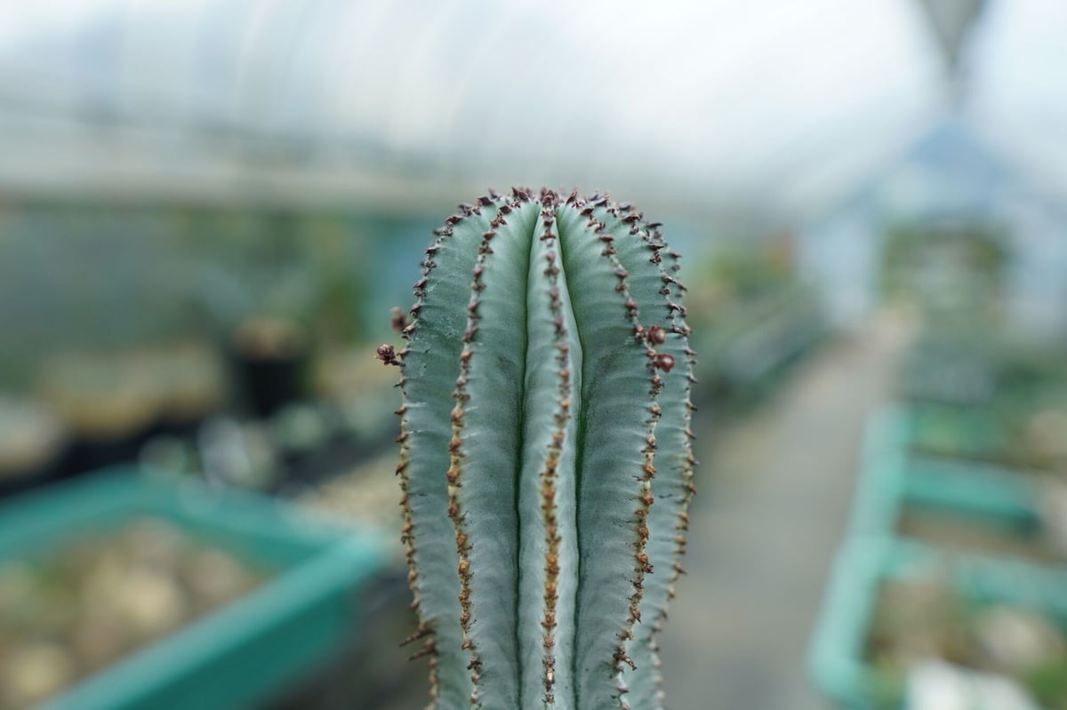 【鉢のまま発送】ユーフォルビア　ホリダ　群生　トリコーム　スノー　サボテン 鉢のまま発送】ユーフォルビア ホリダ 群生 トリコーム スノー