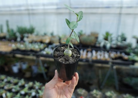 フォッケア　エデュリス　Fockea edulis　No.2