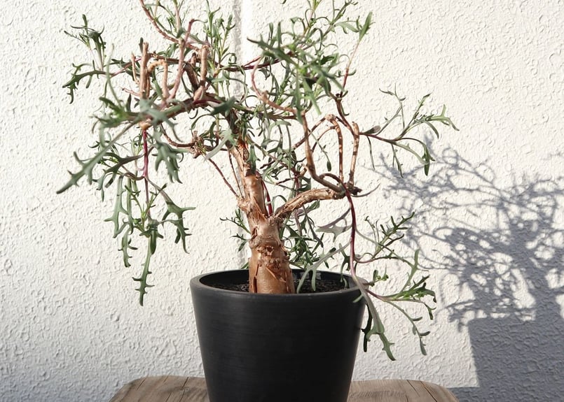 オトンナ ロバタ 現地球 大株 オトンナ ロバタ | mana's farm:塊根植物