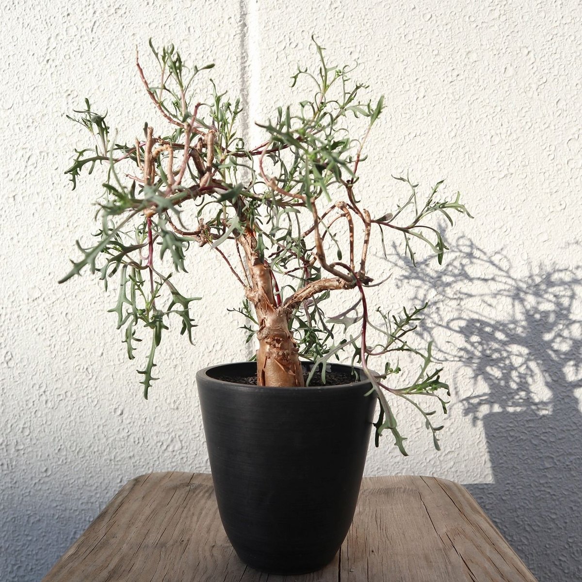 n*い様 オトンナ　ロバタ　現地球　大株 オトンナ ロバタ | mana's farm:塊根植物・アガベ・ドライガーデン植物