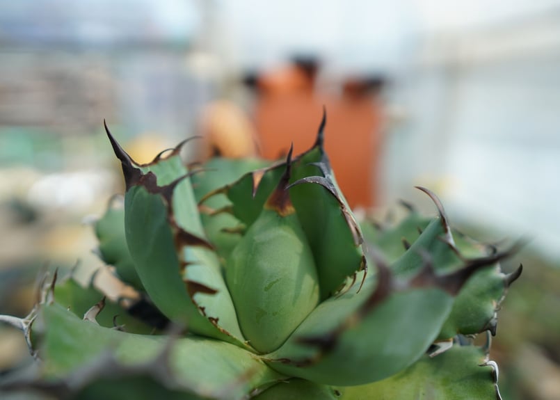 アガベ チタノタ 黒鯨 Agave titanota black whales No.1 |