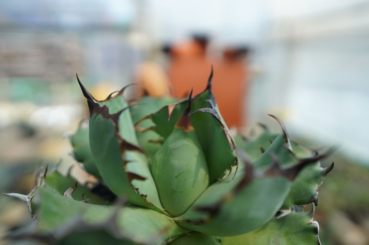 アガベ チタノタ 黒鯨 Agave titanota black whales No.1 | アガベ チタノタ 黒鯨 Agave titanota black whales No.1 |