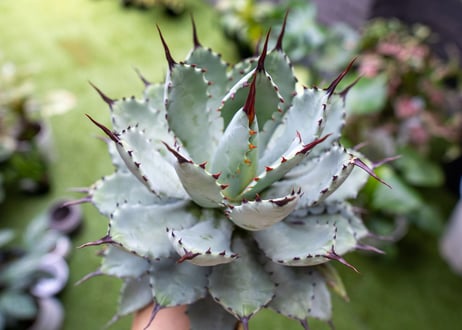 Agave macroacantha x Potatorum 中 NO.2