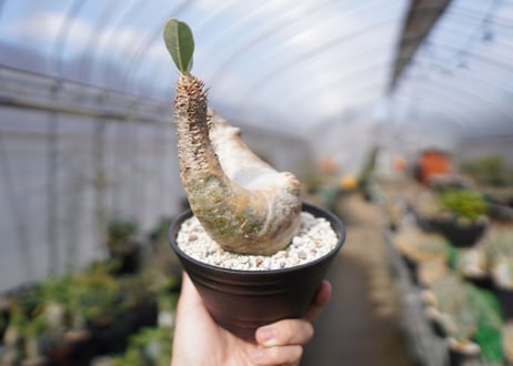 パキポディウム　エブレネウム　Pachypodium eburneum　No.3
