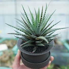 ハオルチア・アロエなど多肉植物を多数アップします！ | mana's farm