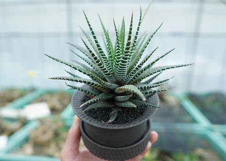 CATEGORY 多肉植物 | mana's farm:塊根植物・アガベ・ドライ