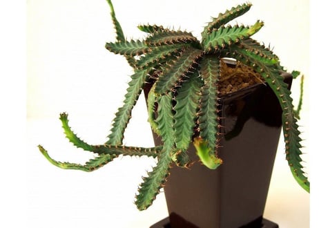 ユーフォルビア ステラータ 飛竜  Euphorbia stellata13  発根済み