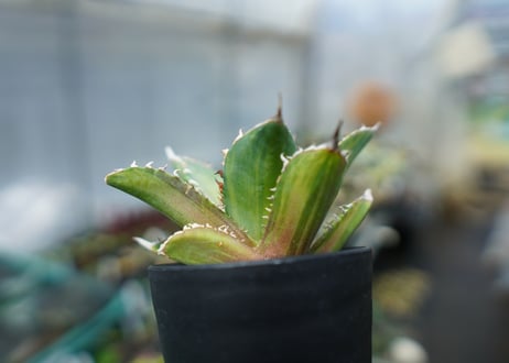 アガベ　チタノタ　錦　Agave titanota Variegated
