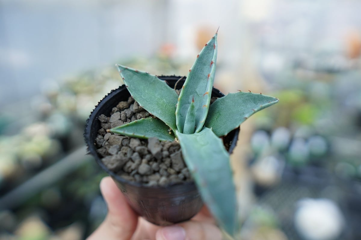 ラスト Agave ovatifolia 'Moby' アガベ オバティフォリア Amazon