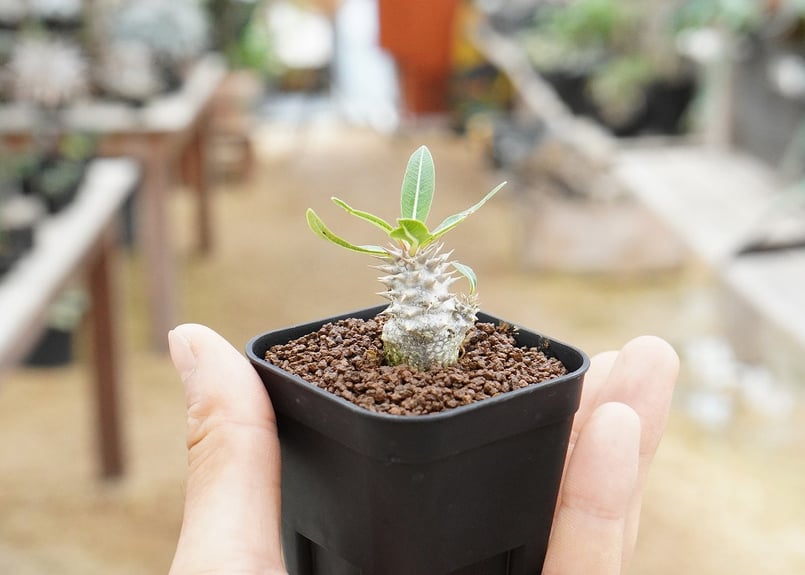 パキポディウム デンシフローラム 沖縄実生 | mana's farm:塊根植物