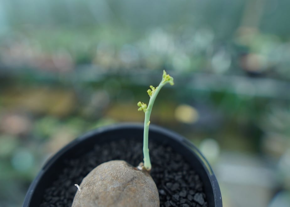 64e068bdea1c920038f0bec5