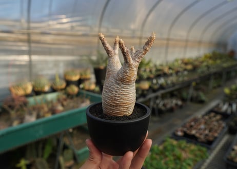 パキポディウム　グラキリス　 Pachypodium Gracilius  No.8