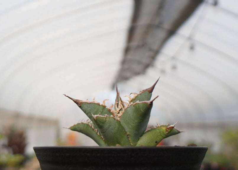 agave oteroi oaxaca NO.1 | mana's farm:塊根植物・アガベ
