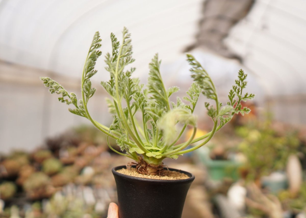 ペラルゴニウム アッペンディクラツム NO.2 | mana's farm:塊根植物