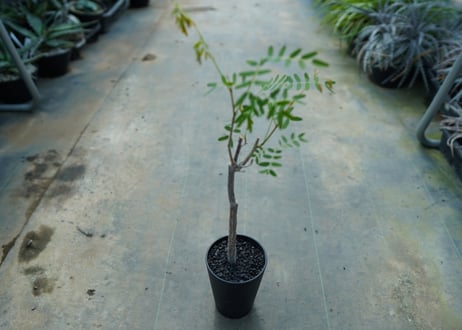 デロニクス　プミラ　Delonix pumila