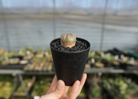 ユーフォルビア　オベサブロー　Euphorbia ObesaBlow
