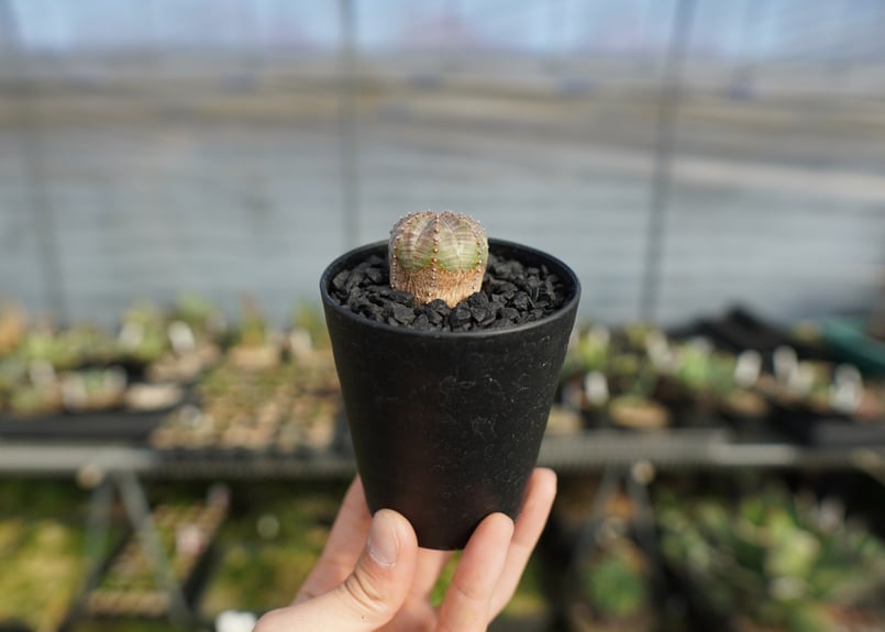 ユーフォルビア オベサブロー Euphorbia ObesaBlow | mana's far