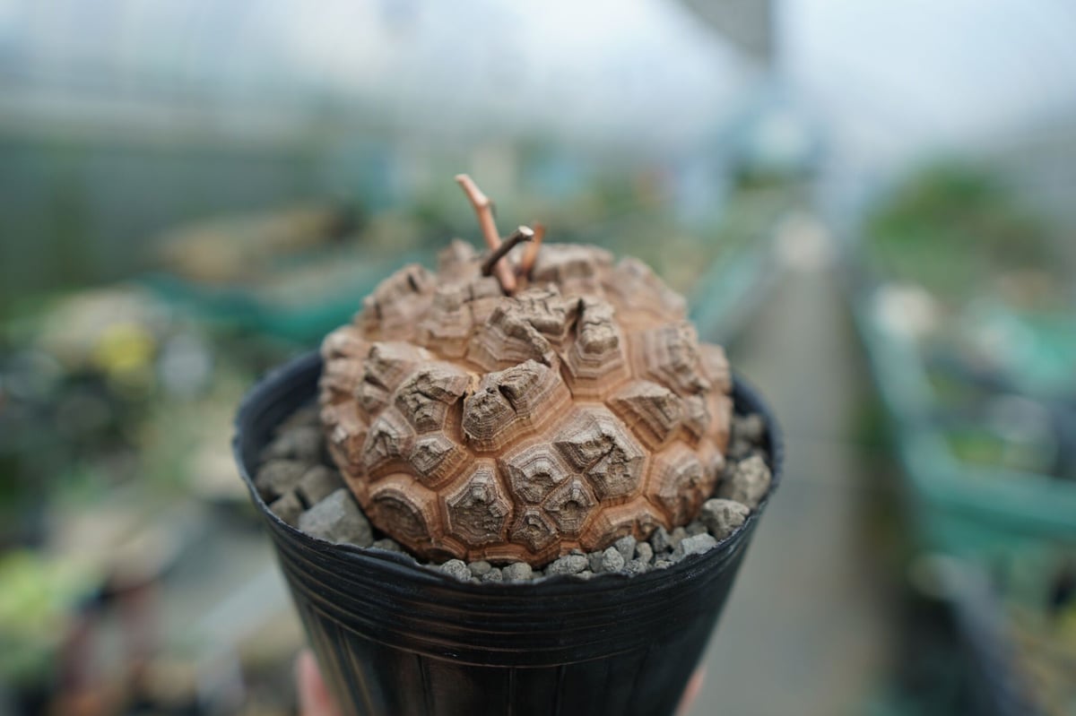 亀甲竜長谷川園芸Dioscorea elephantipes鉢付き