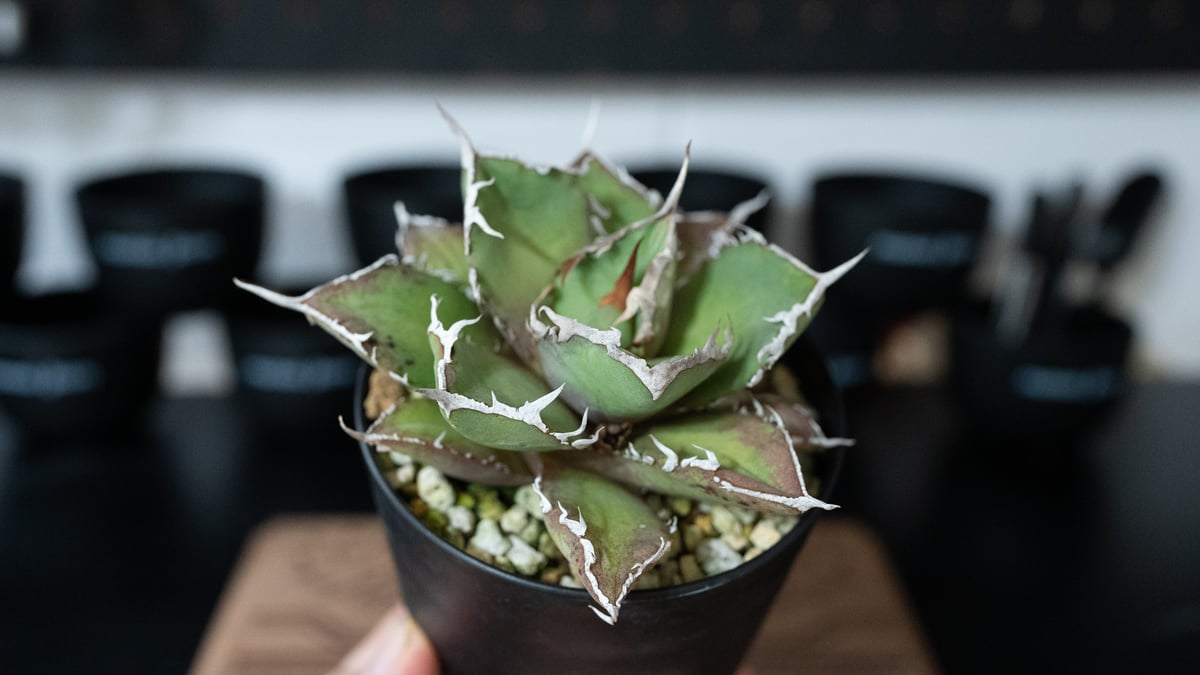 アガベ チタノタ　親分株‼️ アガベ チタノタ FO76 沖縄管理株 | mana's farm:塊根植物・アガベ