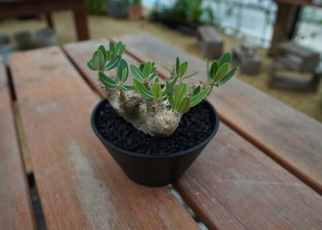 パキポディウム　デンシフローラム Pachypodium densiflorum   No.3