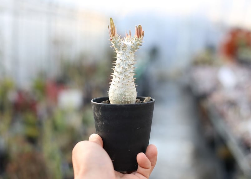 ケ*イ様 パキポディウム・イノピナツム　現地球　良型　発根済み　塊根植物　コーデ パキポディウム イノピナツム 2号 プラ鉢 塊根植物 種類 鉢 土