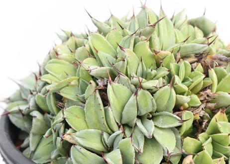 Agave parryi   'Bed of Nails'