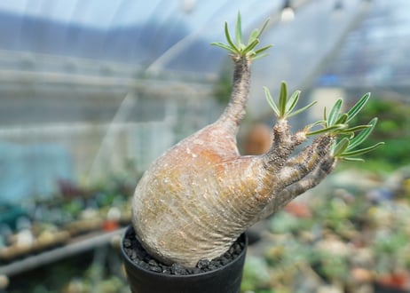 パキポディウム　グラキリス　Pachypodium gracilius　No.1