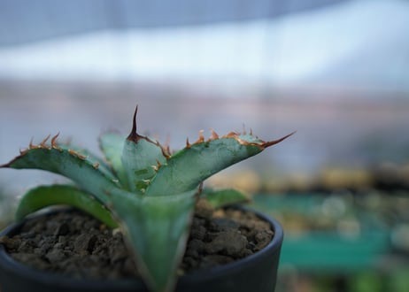 アガベ　チタノタ　ブルー　agave titanota Blue　No.1