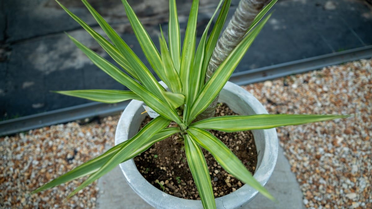 4頭ユッカエレファンティペス斑入り 観葉植物 種類/ユッカ エレファンティペス 斑入り プラスチック