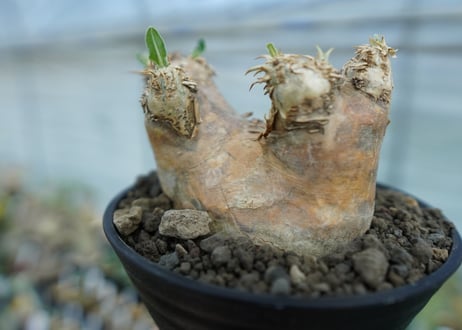 パキポディウム　エブレネウム　Pachypodium eburneum　No.2