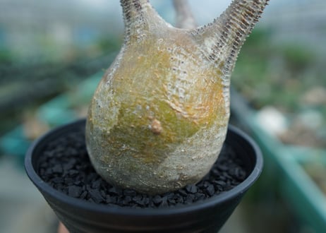 パキポディウム　グラキリス　 Pachypodium Gracilius  No.4