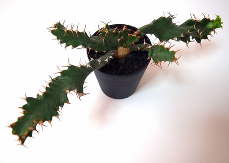 ユーフォルビア ウムフォロジエンシス　Euphorbia umfoloziensis