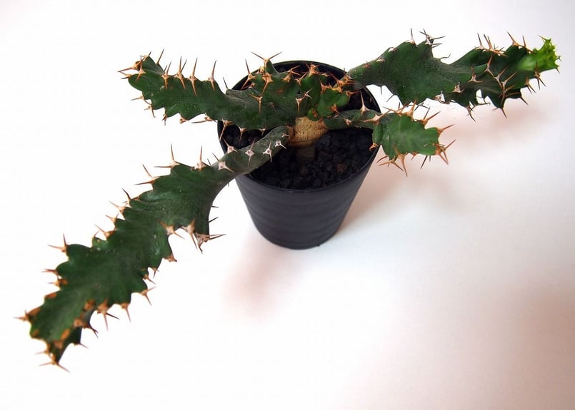 ユーフォルビア ウムフォロジエンシス Euphorbia umfoloziensis | ma