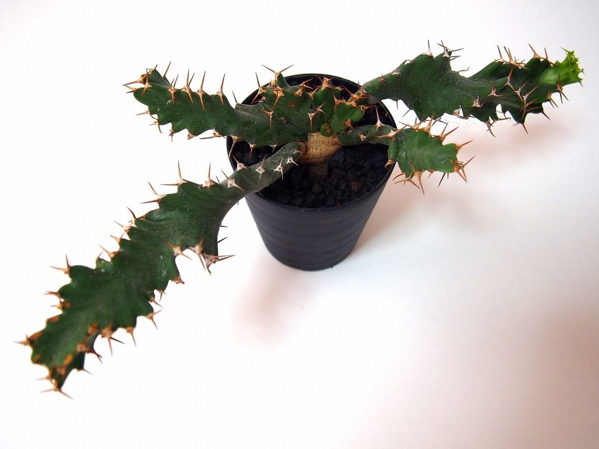 ユーフォルビア ウムフォロジエンシス Euphorbia umfoloziensis | ma