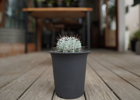 ユーフォルビア　ホリダ　Euphorbia horrida