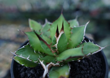 アガベ　チタノタ　Agave titanota　No.4