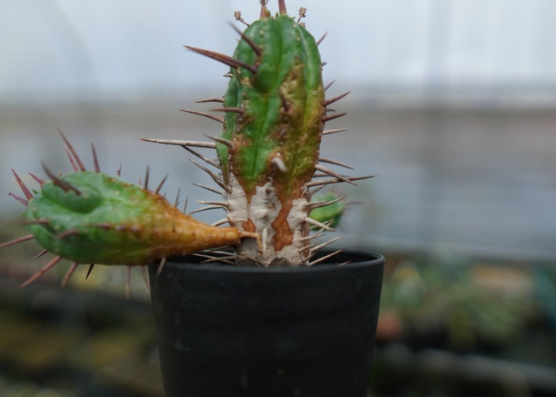 ユーフォルビア フェロックス Euphorbia ferox | mana's farm:塊根