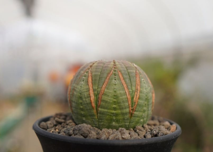 ユーフォルビア オベサ | mana's farm:塊根植物・アガベ・ドライ